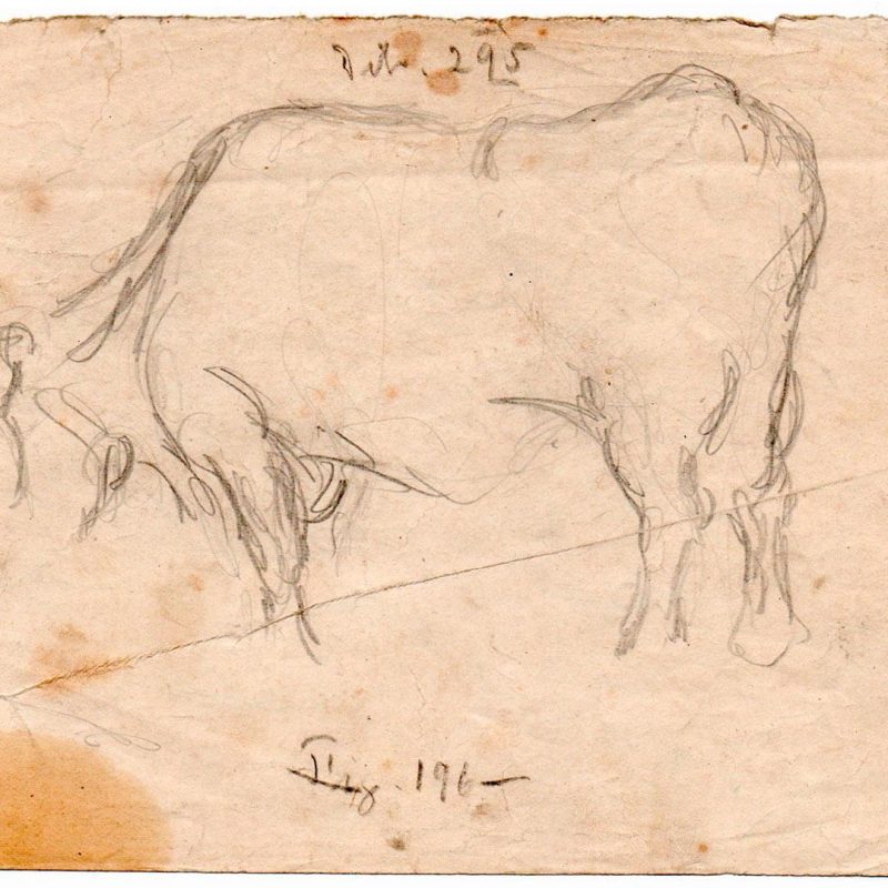 29 Vaca Dib295-196 19x13cm